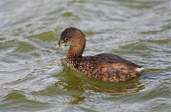 Pied-billed Grebe